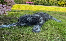 Goldendoodle dogs for sale:  F1b golden doodle puppies ready to go.  in Llandeilo - Image 18
