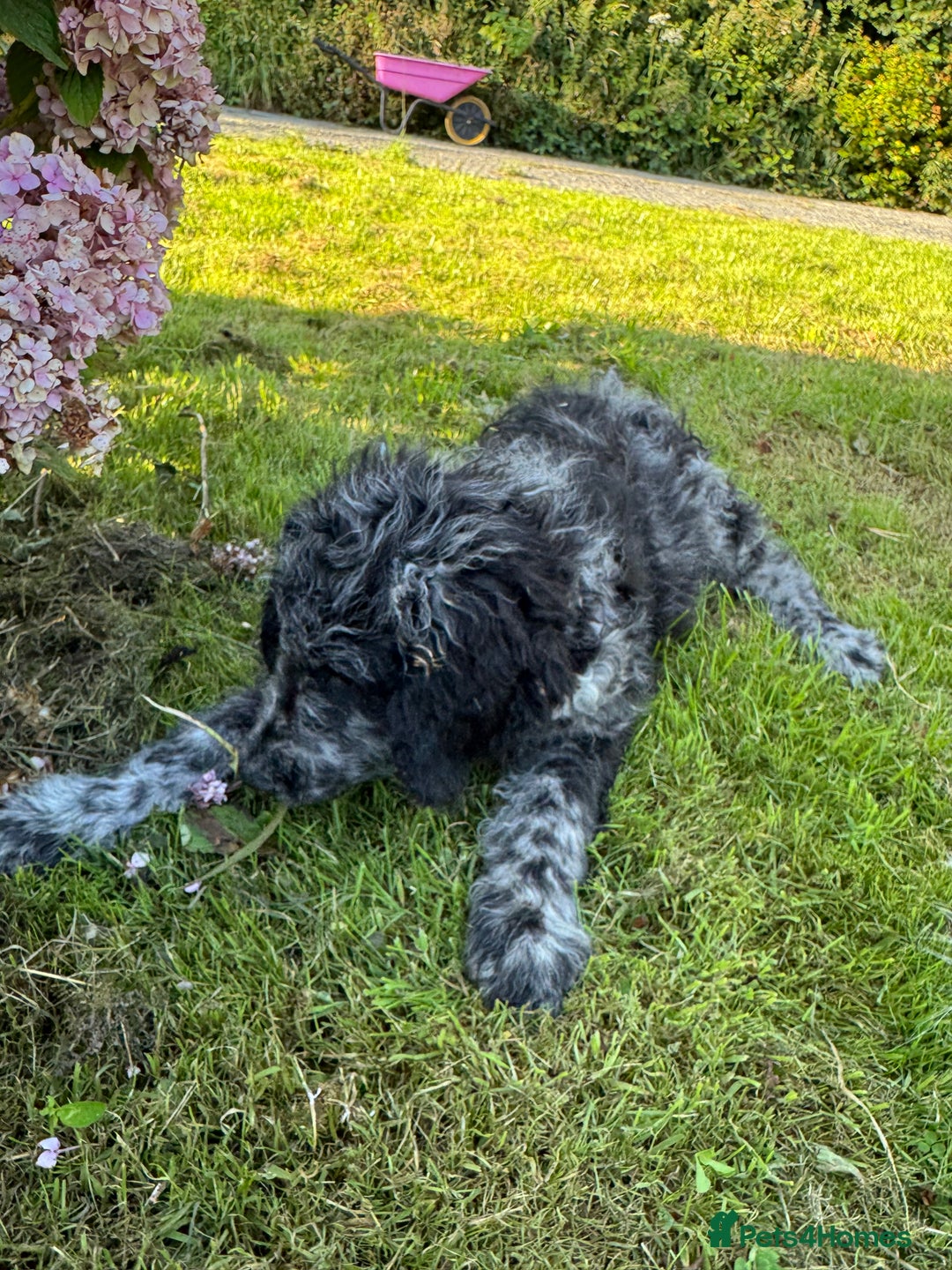 Goldendoodle dogs for sale:  F1b golden doodle puppies ready to go.  in Llandeilo - Image 18