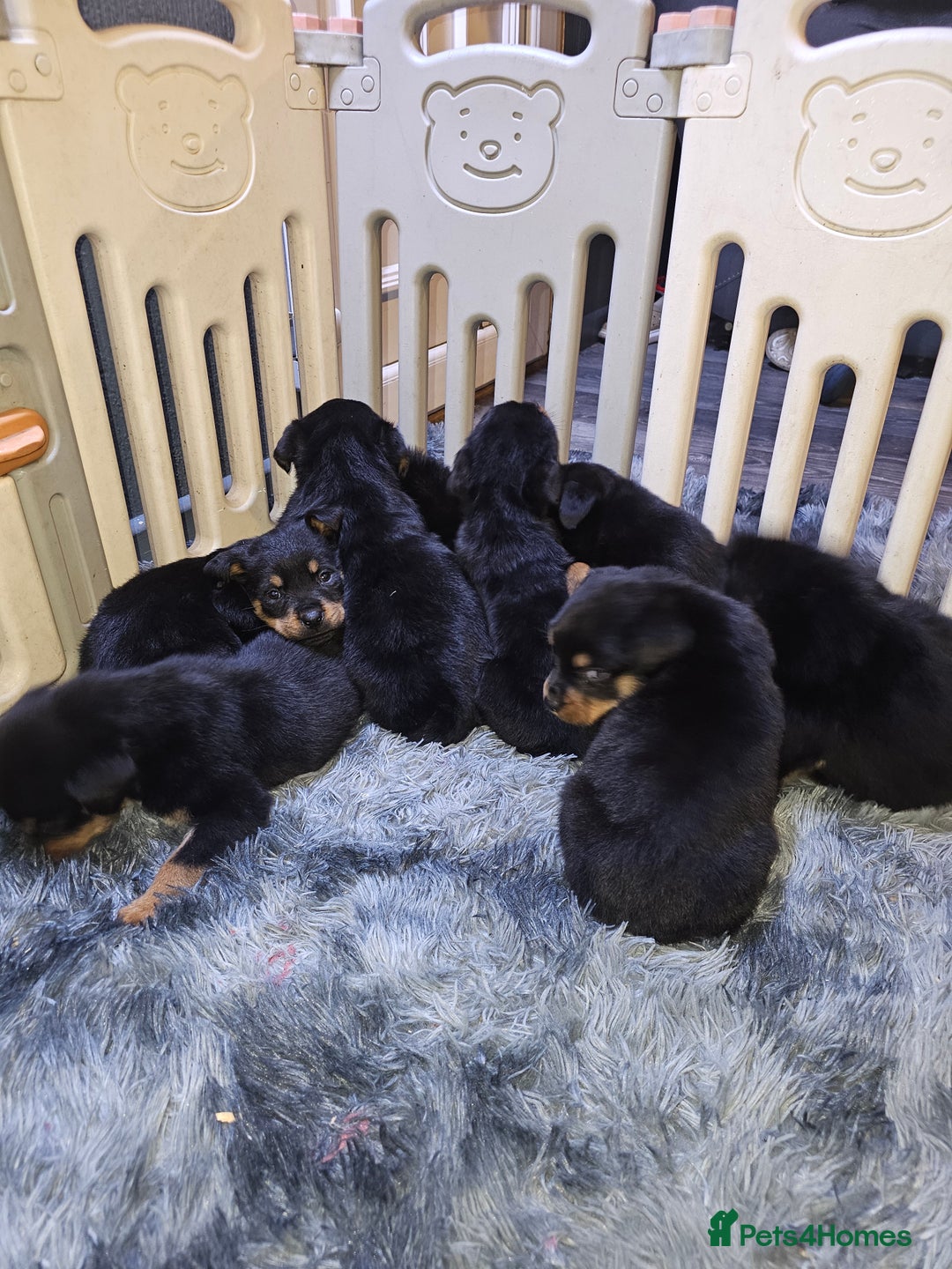 Rottweiler dogs for sale: Rottweiler puppy - Advert 10