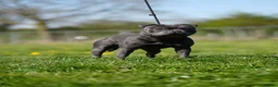 Staffordshire Bull Terrier dogs for stud: Highly health tested blue Stafford stud in Manchester - Advert 4