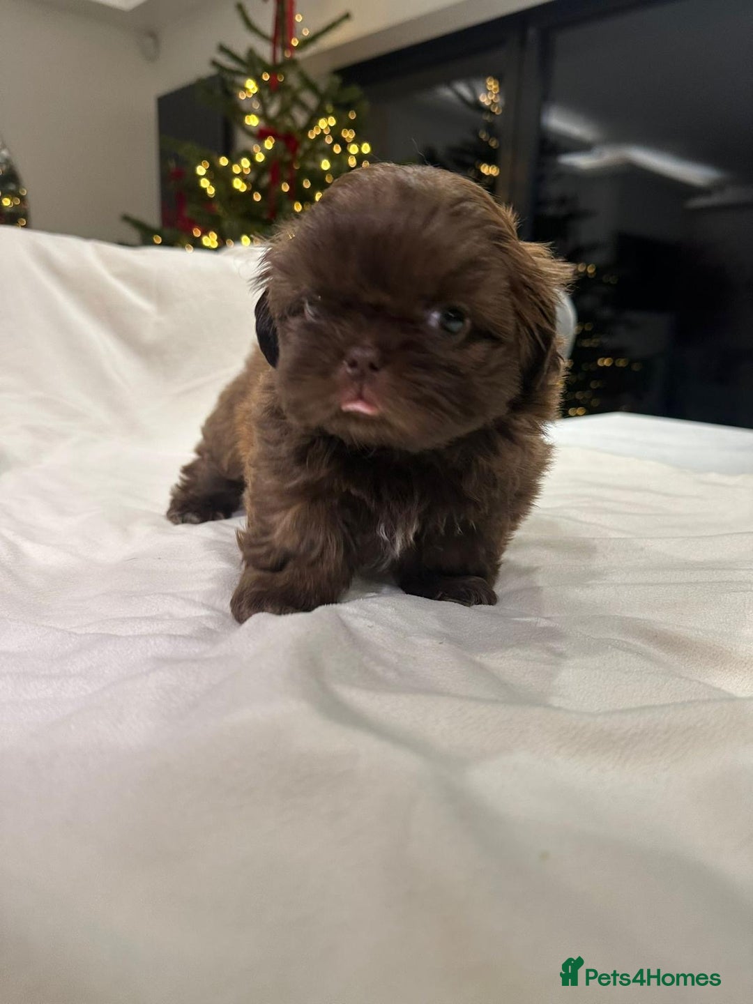 Shih Tzu dogs for sale: kC Imperial Shih tzu Ready now only 1 girl left  - Advert 25