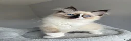 Ragdoll cats for sale: GCCF Pedigree Ragdoll kittens  - Advert 16