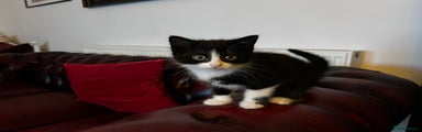 Kitten 2 - male £150