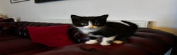 American Shorthair cats for sale: Adorable Tabby Kittens – Ready for Forever Homes - Advert 13