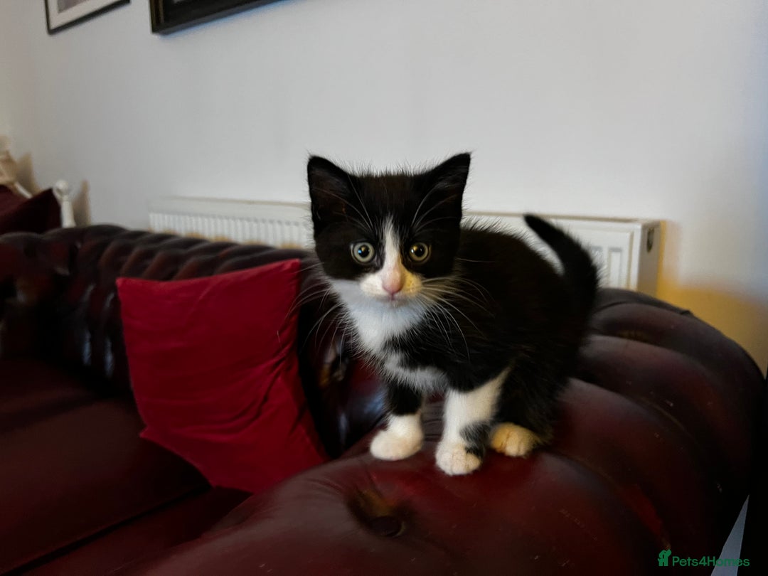 American Shorthair cats for sale: Adorable Tabby Kittens – Ready for Forever Homes - Advert 13