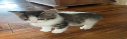 Mixed Breed cats for sale: Adorable kittens  - Advert 21