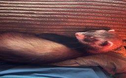 Ferret rodents for sale: 3-Month-Old Male Ferret with Full Setup  - Image 2