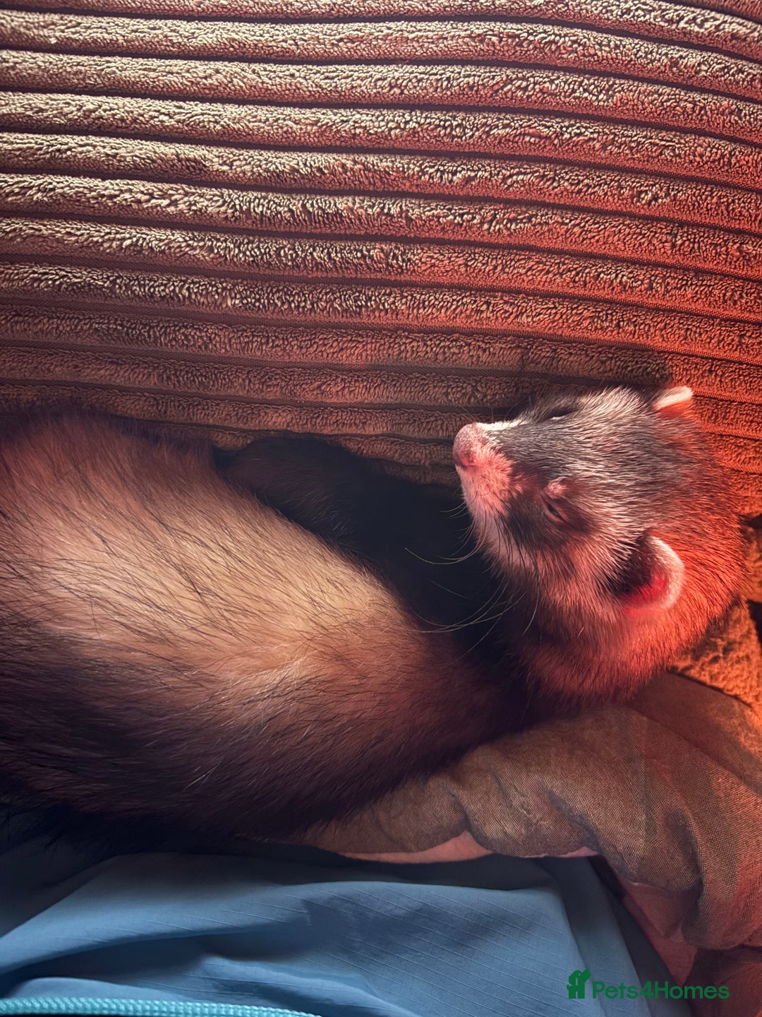 Ferret rodents for sale: 3-Month-Old Male Ferret with Full Setup  - Image 2