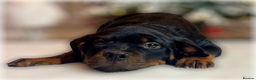 Rottweiler dogs for sale: ROTTWEILER PUPPIES. KC REGISTERED. FREE INSURANCE. - Advert 22