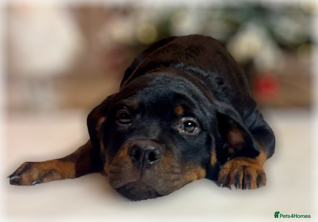 Rottweiler dogs for sale: ROTTWEILER PUPPIES. KC REGISTERED. FREE INSURANCE. - Advert 22