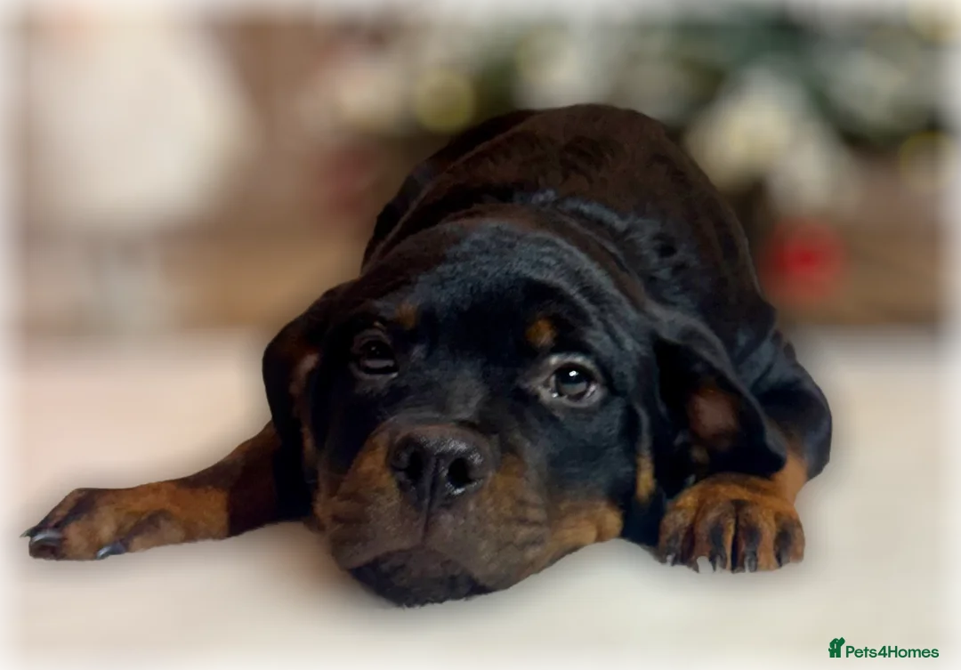 Rottweiler dogs for sale: ROTTWEILER PUPPIES. KC REGISTERED. FREE INSURANCE. - Advert 22