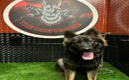 German Shepherd dogs for sale: Working line German shepherd  - Image 11