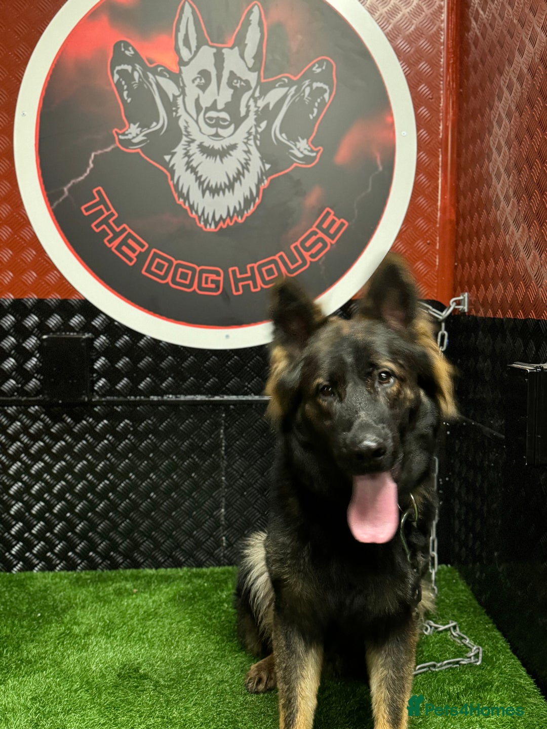 German Shepherd dogs for sale: Working line German shepherd  - Image 11