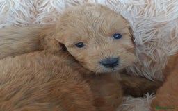 Cockapoo dogs for sale: Cockapoo Puppies PRA UNAFFECTED  - Image 8