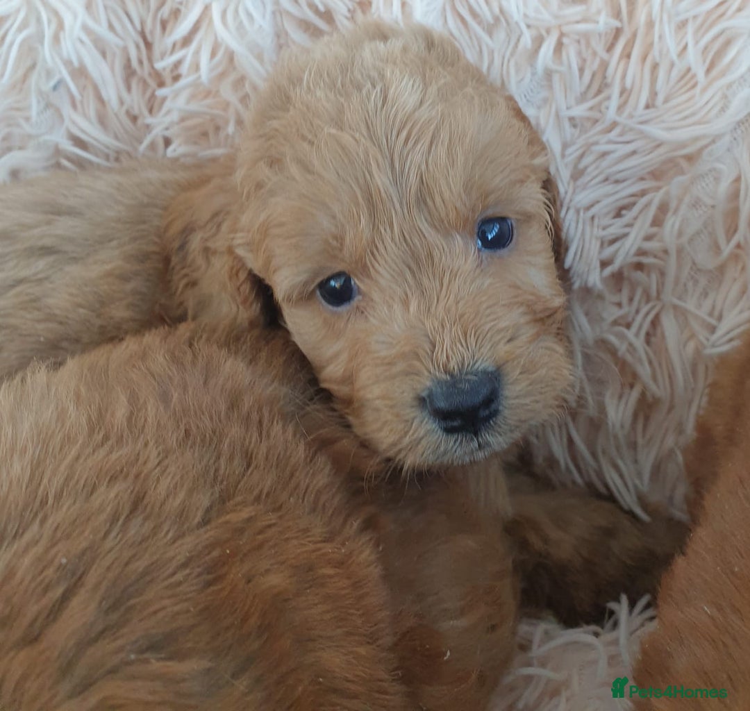 Cockapoo dogs for sale: Cockapoo Puppies PRA UNAFFECTED  - Image 8