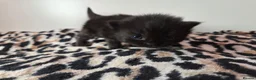 Perdoll cats for sale: Kittens  - Advert 5