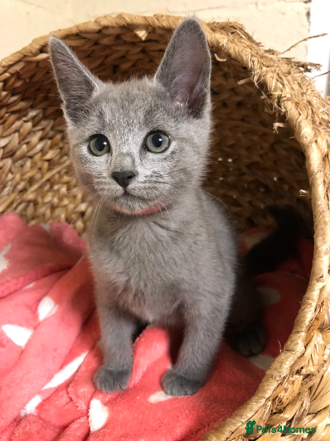 Russian Blue cats for sale: Registered Russian kittens  - Advert 4