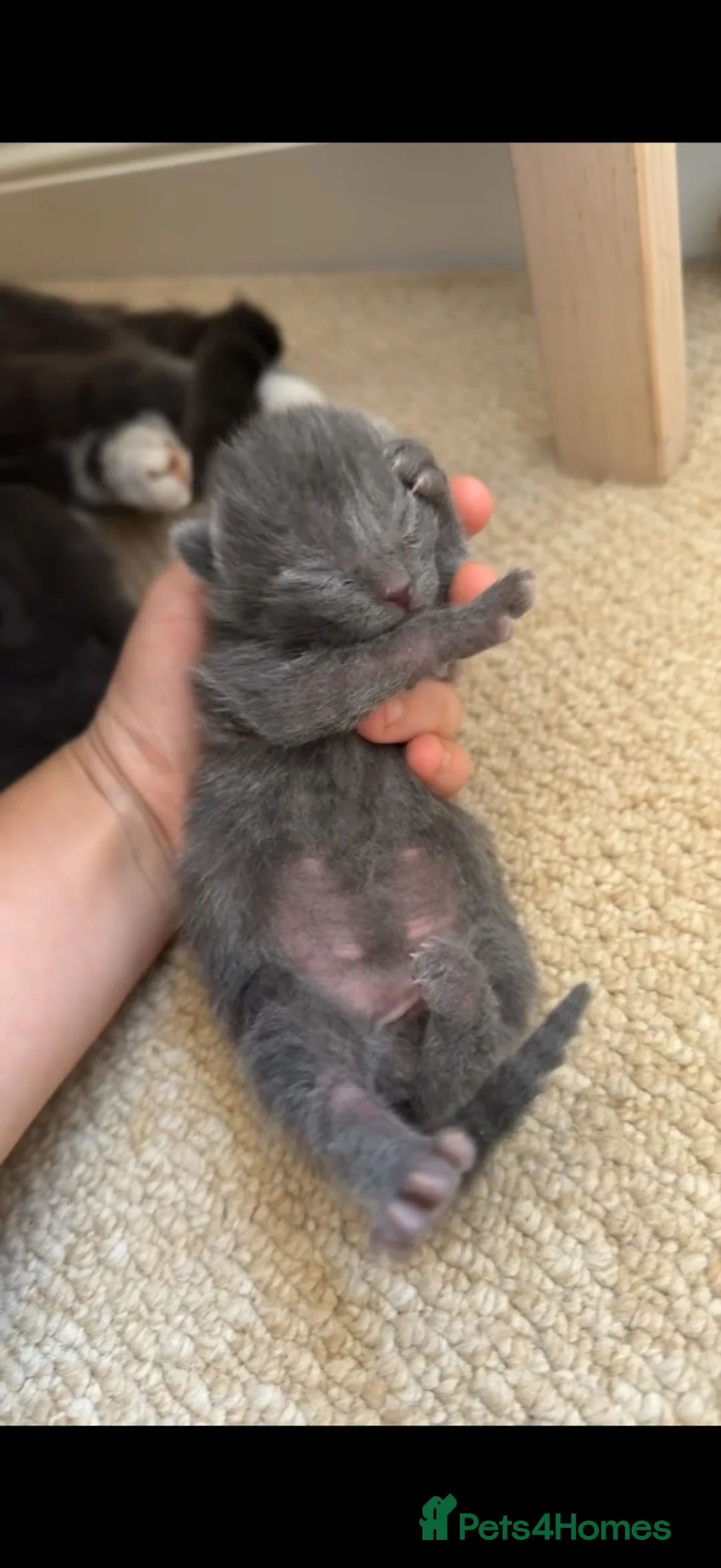 Mixed Breed cats for sale: Russian blue x british short hair kittens for sale - Advert 6