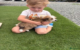 Morkie dogs for sale: Yorkshire tire + Maltese terrier  - Image 4