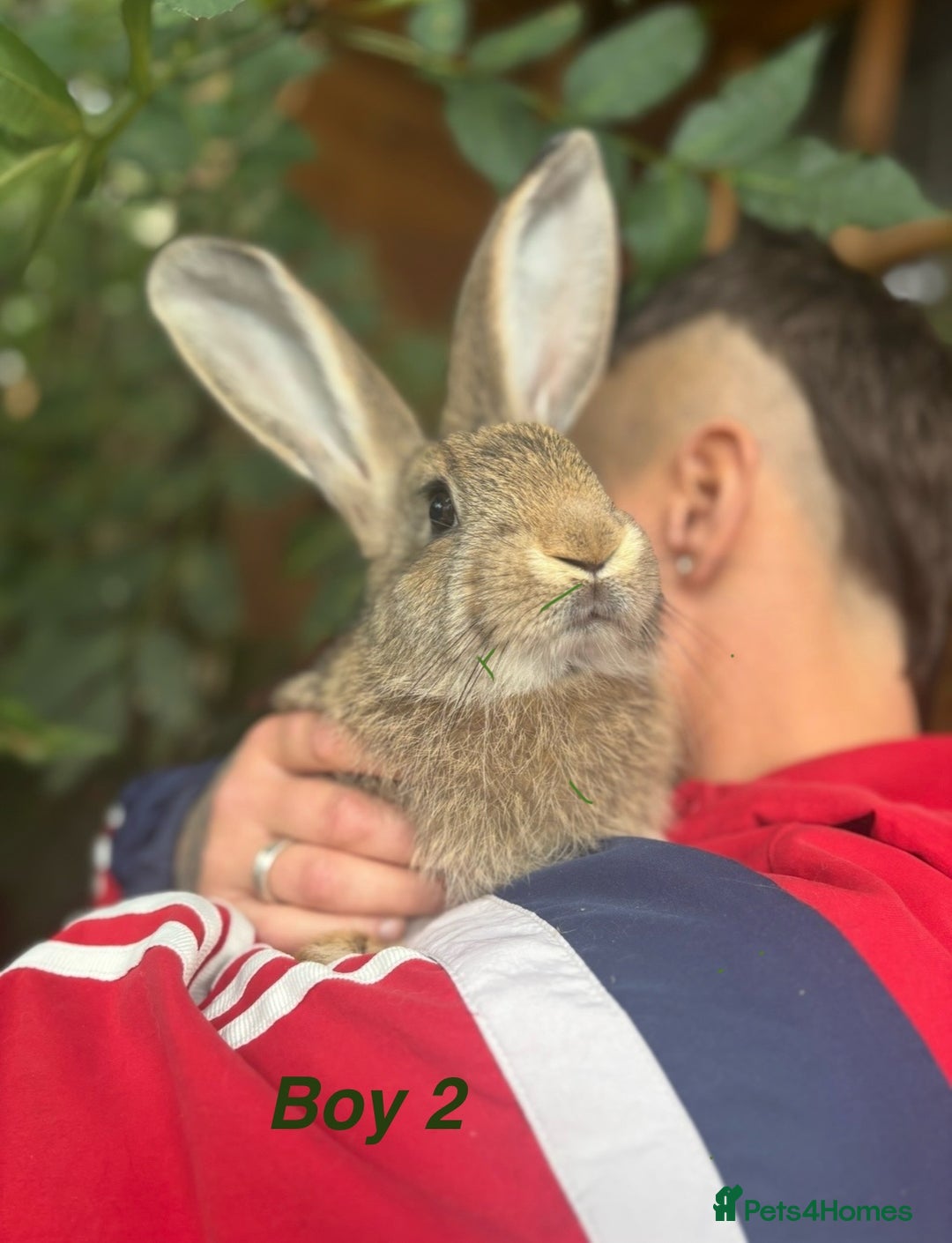 Continental Giant rabbits for sale: 7 beautiful Continental Giant - Image 5