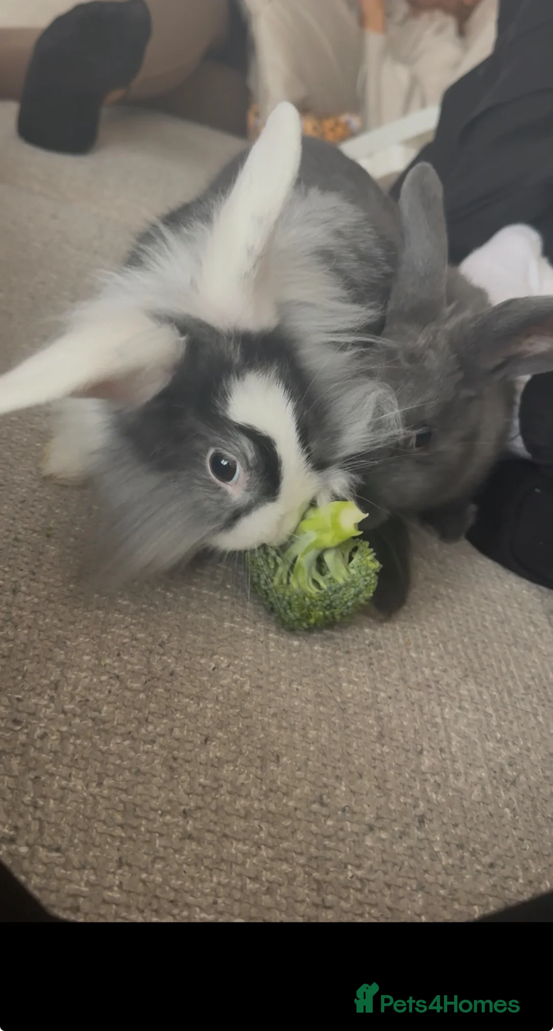 Lionhead rabbits for sale: 2X lion head rabbits  in Hull - Advert 2