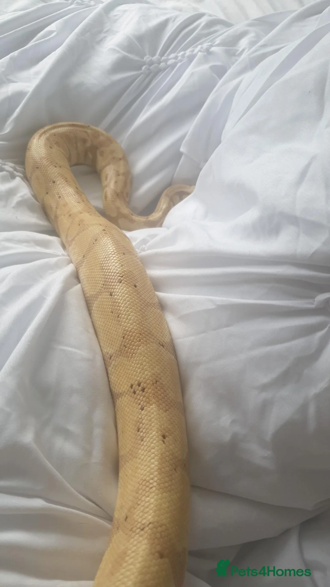 Python Snake reptiles for sale: Banana Morph Royal Python - Advert 2