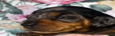 Miniature Dachshund male 1