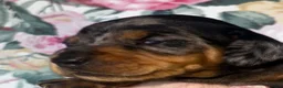Miniature Dachshund dogs for sale: ❤️ Silver Black & Tan Dapple Dachshund Pups ❤️ - Advert 6