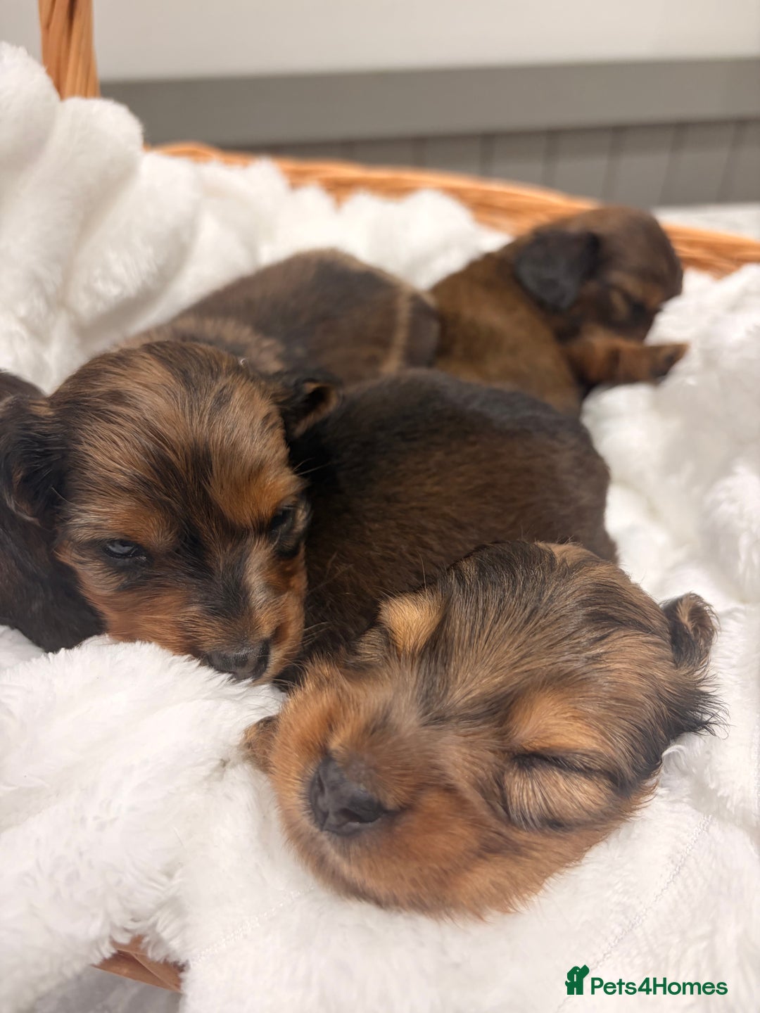 Miniature Dachshund dogs for sale: Quality Russian shaded red minis - Advert 11