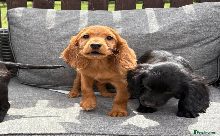 Cocker Spaniel dogs - Advert 1