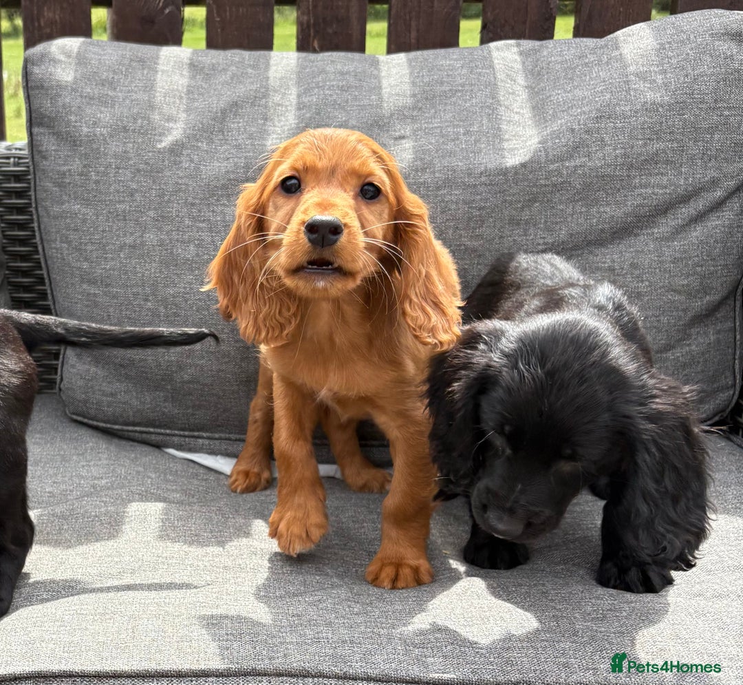 Cocker Spaniel dogs for sale: Cocker spaniel puppies🐶 - Image 1