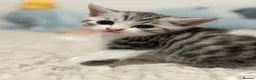 British Shorthair cats for sale: Beautiful British-shorthair kittens - Advert 8
