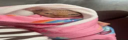 Sphynx cats for sale: Male Sphynx kitten - Advert 3