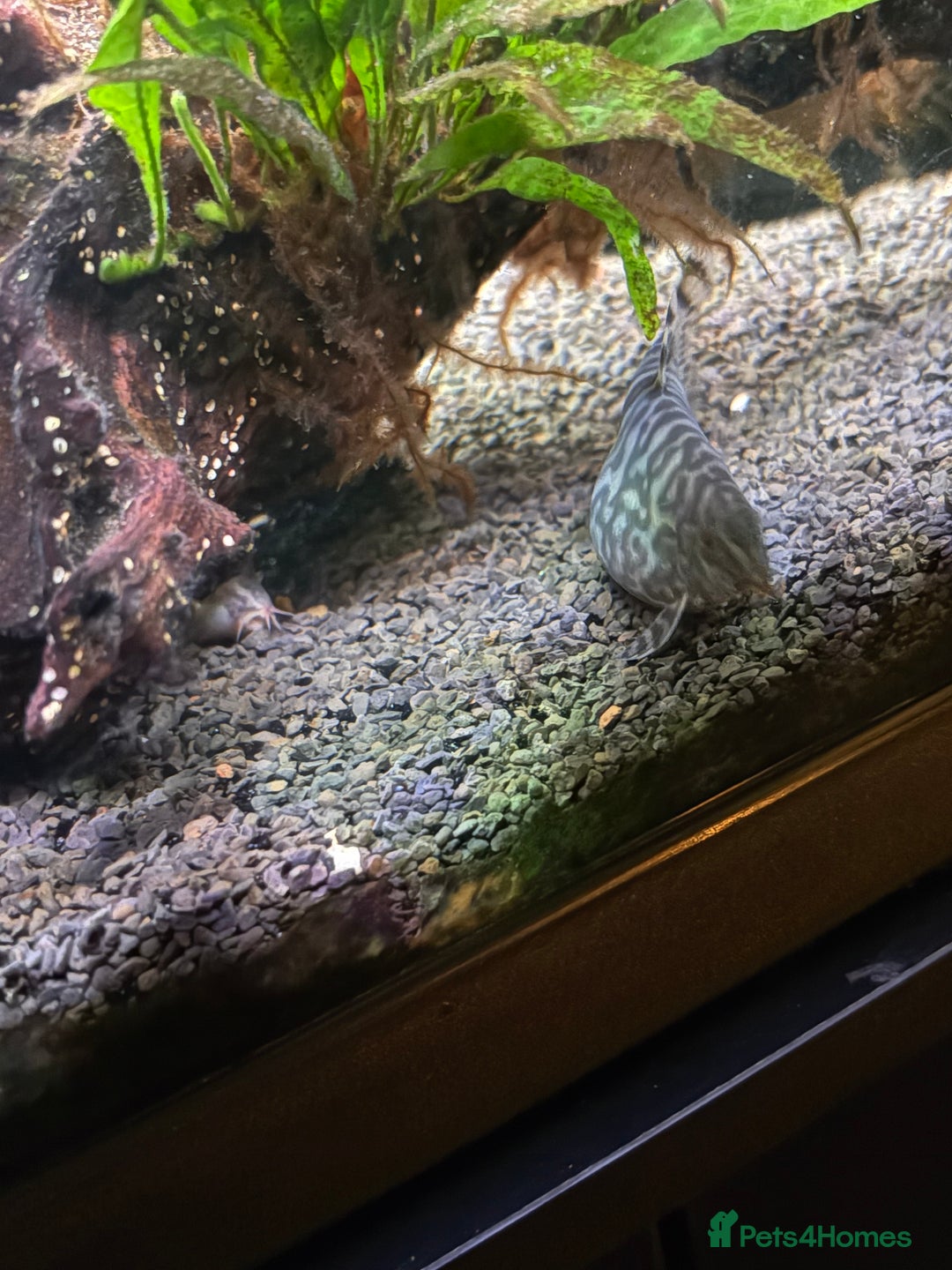 Tetras fish for sale: Fish and full set up - Image 2