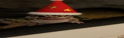 Leopard Gecko reptiles for sale: Leopard gecko  in Manchester - Advert 2