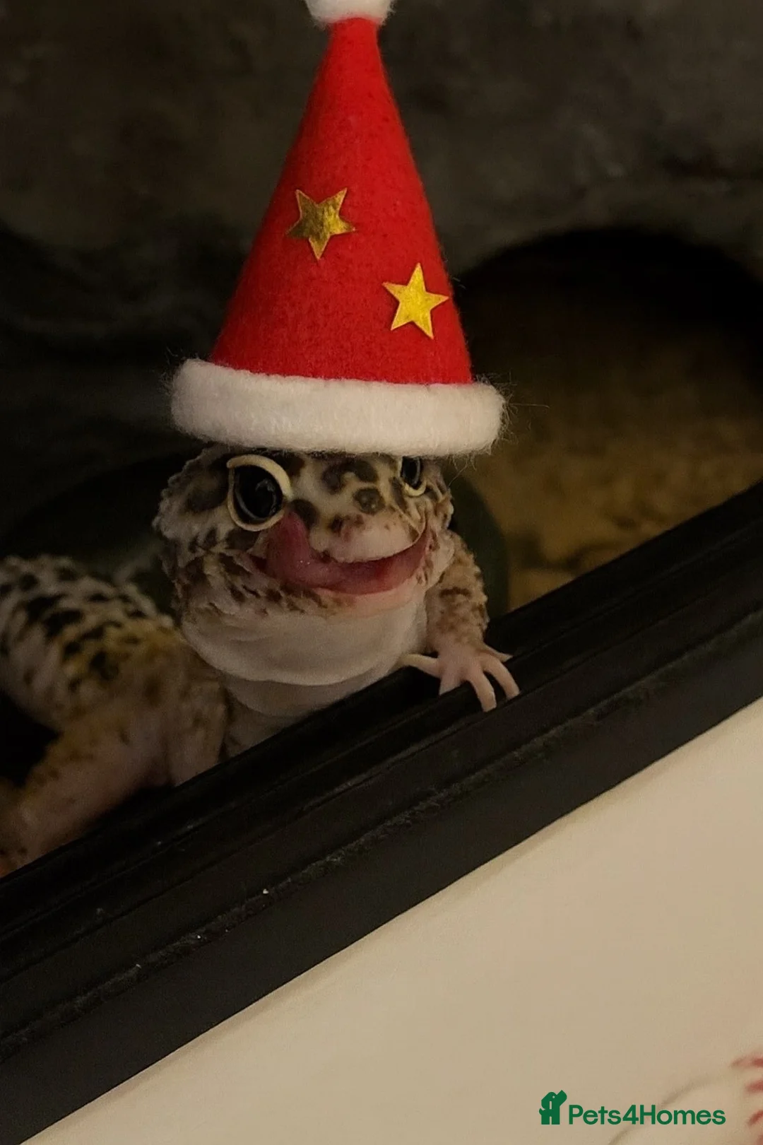 Leopard Gecko reptiles for sale: Leopard gecko  in Manchester - Advert 2