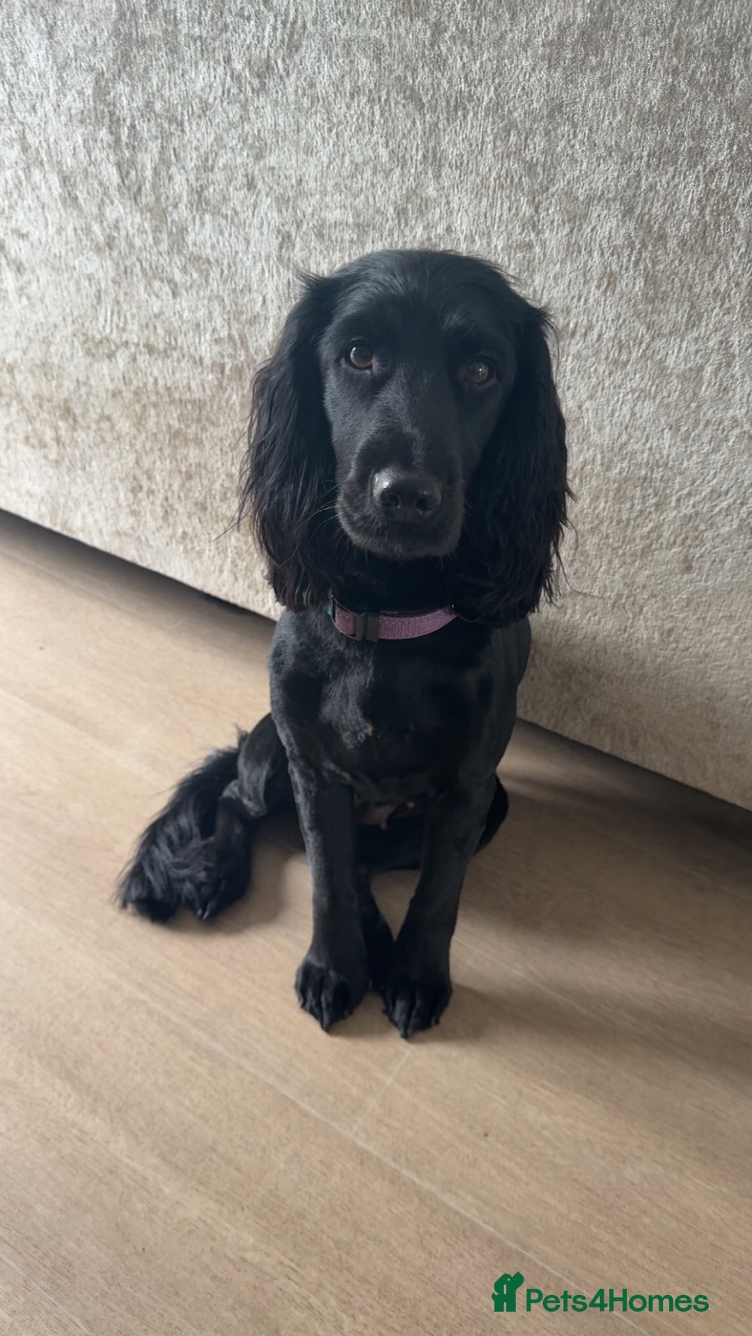 Cocker Spaniel dogs for sale: Cocker spaniel (working) - Advert 3