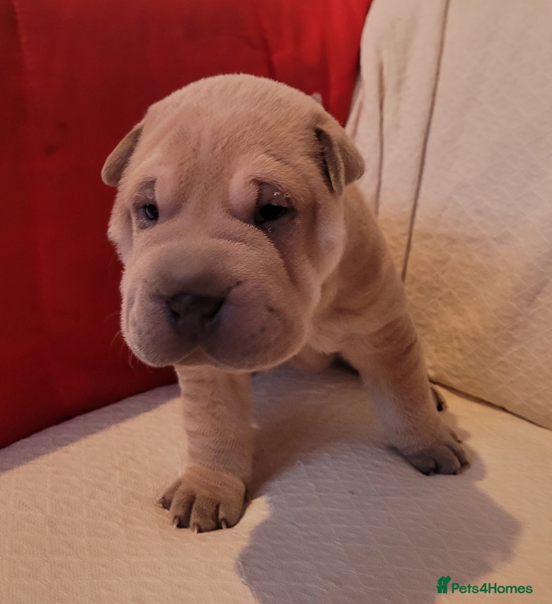 Shar Pei dogs for sale: Shar Pei Puppies - Ready 04/09/25 - Image 11