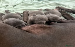 Staffordshire Bull Terrier dogs for sale: Blue Staffordshire bull terriers - Image 2