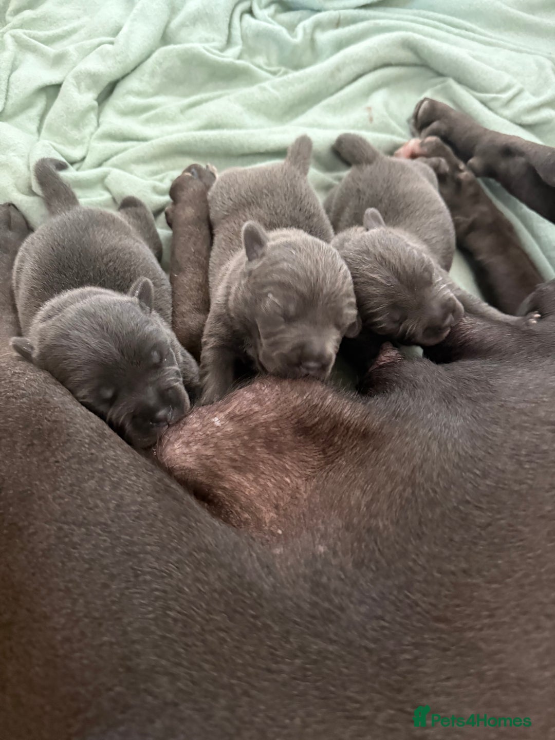 Staffordshire Bull Terrier dogs for sale: Blue Staffordshire bull terriers - Image 2