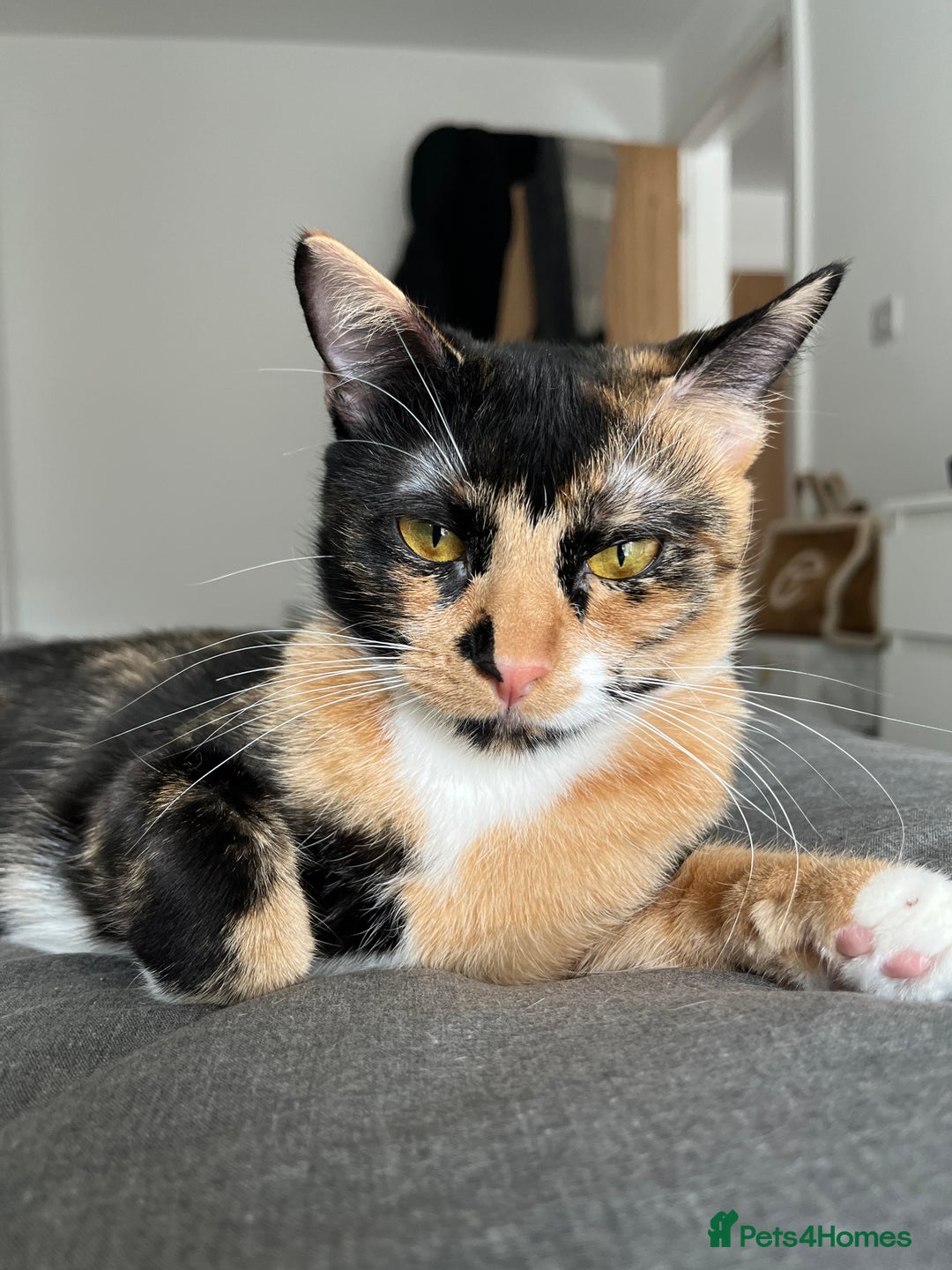 Mixed Breed cats for sale: Urgent! bonded cats for rehome! - Advert 6