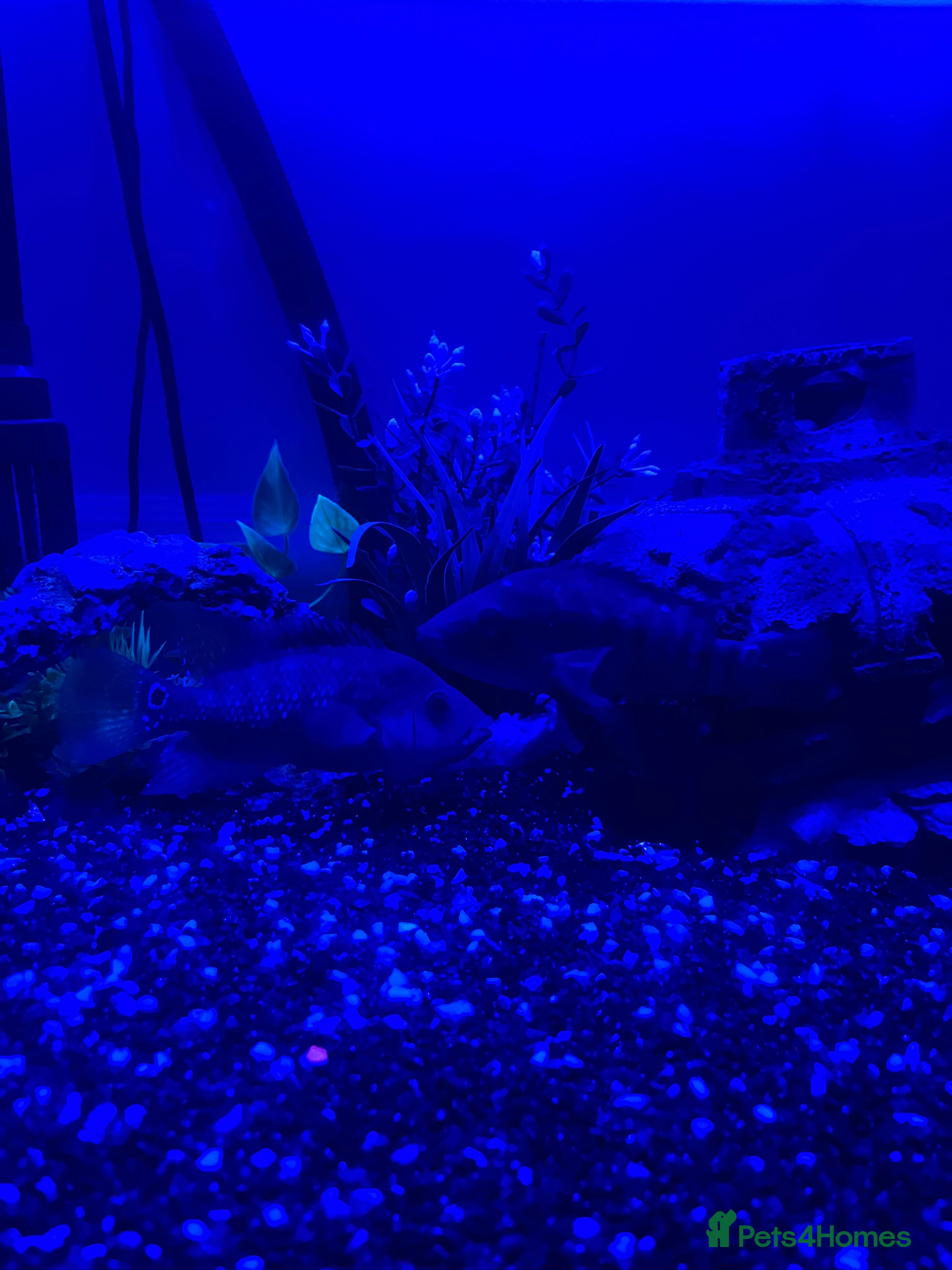 Cichlids fish 2 Red Cichlids - Advert 10