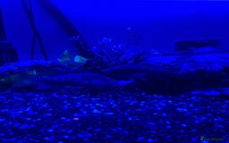 Cichlids fish for sale: 2 Red Cichlids - Image 1