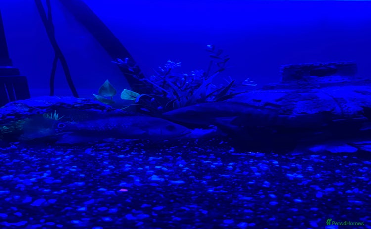 Cichlids fish - Advert 1