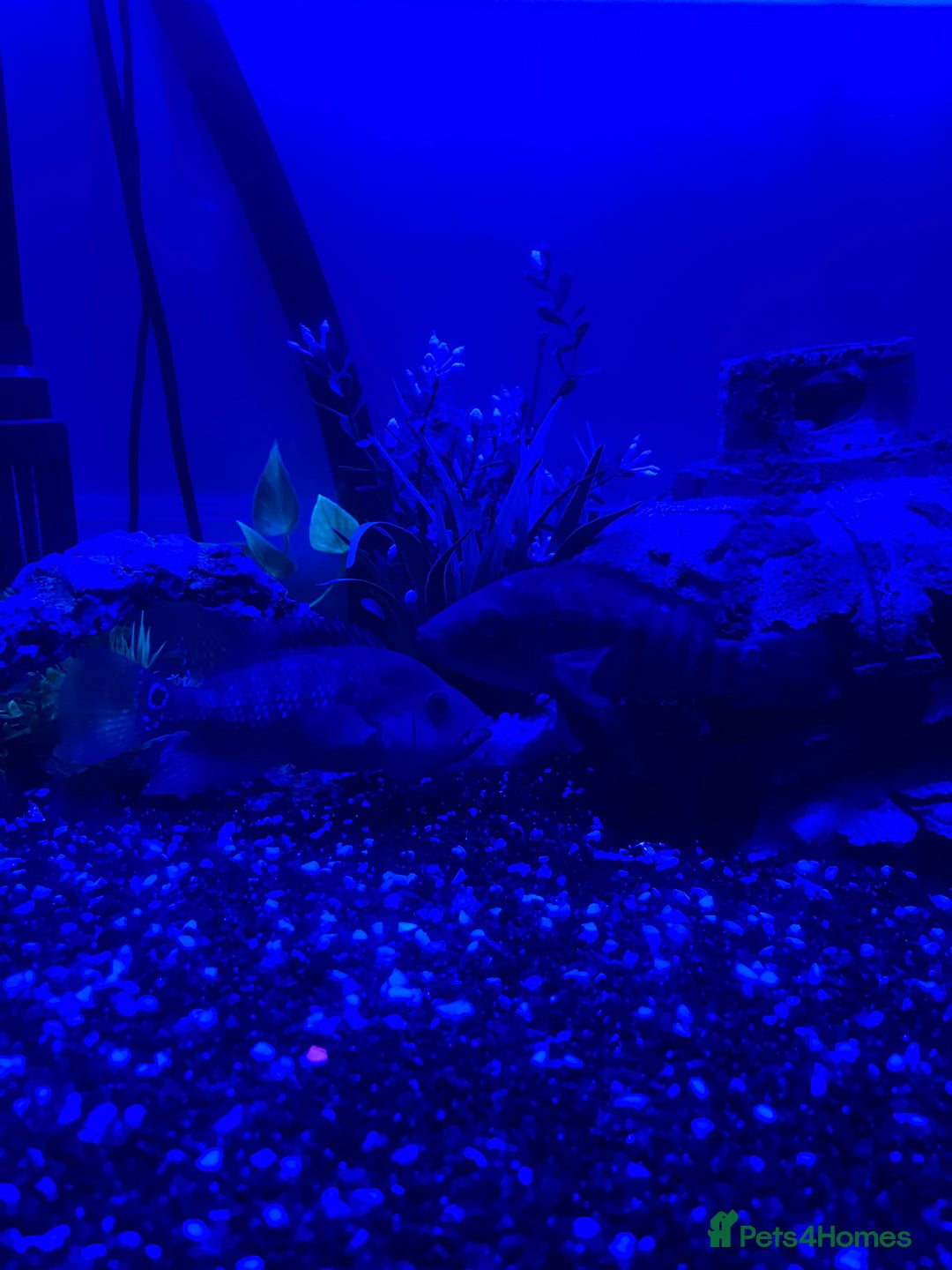 Cichlids fish for sale: 2 Red Cichlids - Image 1