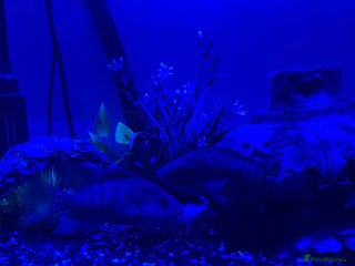 Cichlids fish for sale - Advert 1