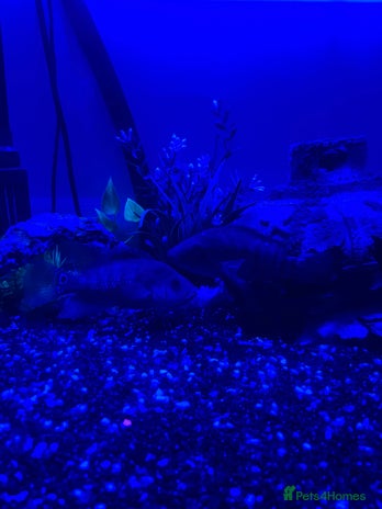 Cichlids fish - Advert 1