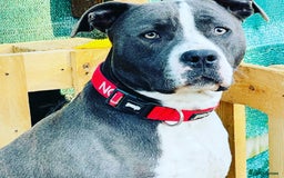 Mixed Breed dogs for sale: Mixed breed staffy for sale  - Image 4