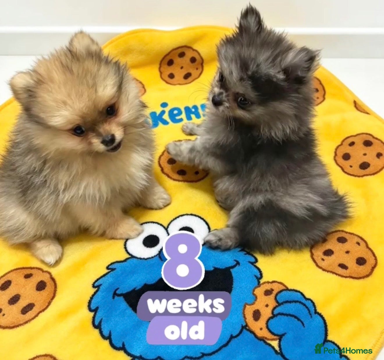 Pomeranian dogs 👀2 🐶 Left  ✨Four Mini Little Gems💎🐾🐶✨💜🧡🩶🤎 - Advert 1