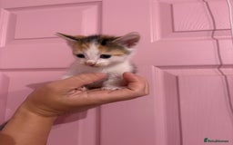 Bengal cats for sale: Bengal mix   in Manchester - Image 19